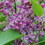 Syringa vulgaris (Sensation) Common Lilac